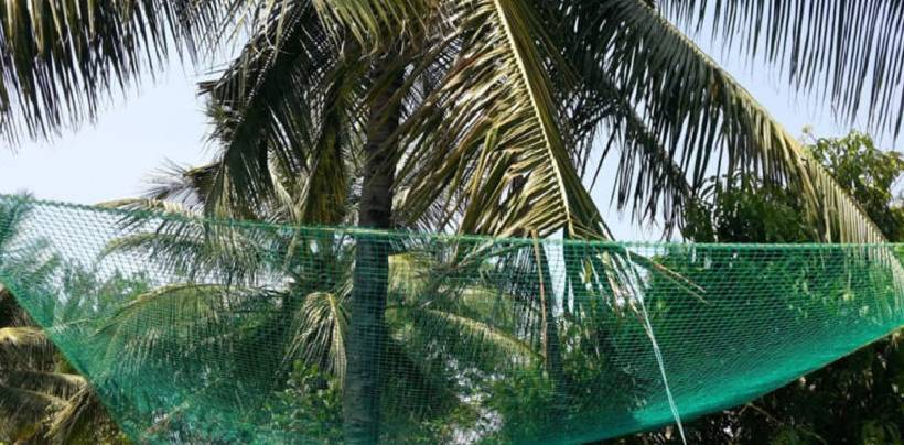 Coconut Tree Safety Nets Fixing | Call 9901102288 for Fall Arrest Nets Fixing