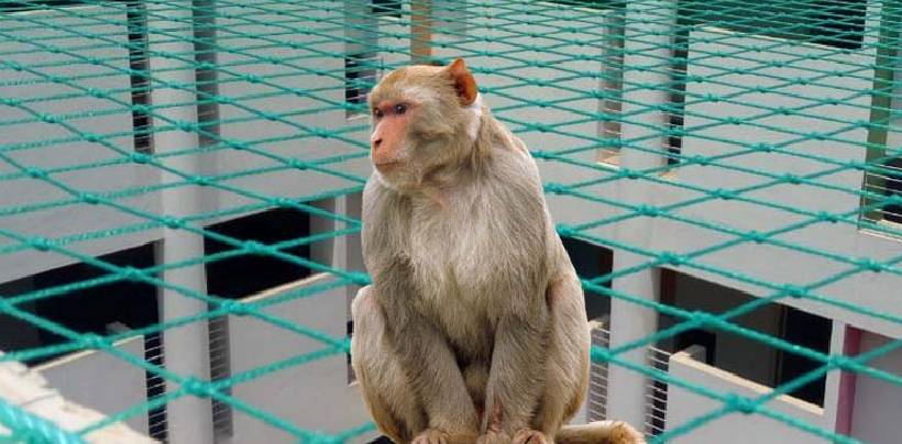 Monkey Safety Nets In Bangalore | Call 9901102288 For Net Fixing